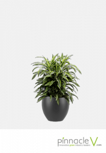 Dracaena Warneckeii Goldstar Dracaena Warneckeii Goldstar