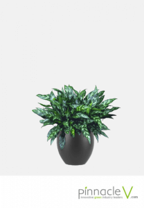 Aglaonema Emerald Beauty Aglaonema Emerald Beauty
