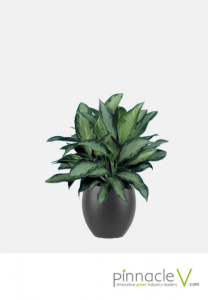 Aglaonema Silver Bay Aglaonema Silver Bay
