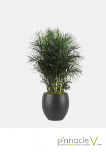Chamaedorea Seifrizii Chamaedorea Seifrizii