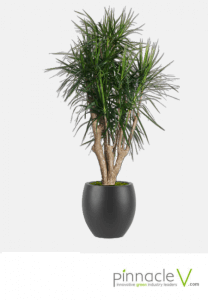 Dracaena Marginata (character) Dracaena Marginata (character)