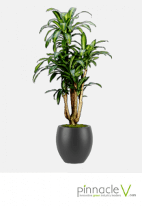 Dracaena Marginata (character) Dracaena Massangeana (character)