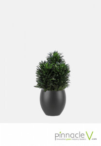 Dracaena Janet Craig Compacta Dracaena Janet Craig Compacta