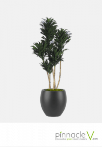 Dracaena Janet Craig Compacta (character) Dracaena Janet Craig Compacta (character)