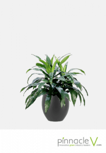 Dracaena Janet Craig Dracaena Janet Craig