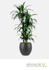 Dracaena Lisa cane Dracaena Lisa cane