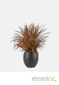 Dracaena Marginata Colorama (tri-color) Dracaena Marginata Colorama (tri-color)