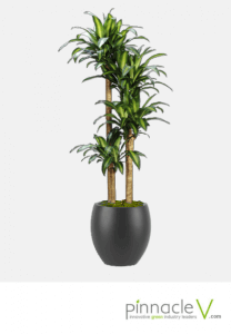 Dracaena Massangeana (character) Dracaena Massangeana (character)