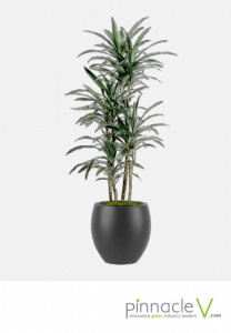 Dracaena Warneckeii cane Dracaena Warneckeii cane