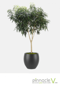 Ficus Alii Standard Ficus Alii Standard