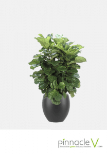 Ficus Lyrata (column) Ficus Lyrata (column)