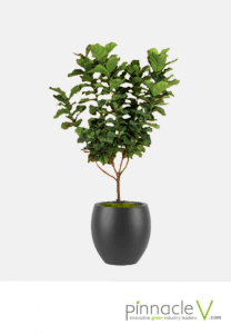 Ficus Lyrata (standard tree) Ficus Lyrata (standard tree)