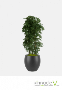 Ming Aralia Ming Aralia