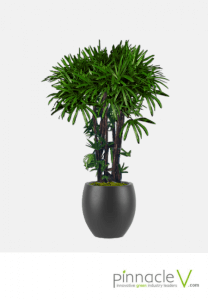 Rhapis Palm Rhapis Palm