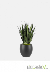 Sanseveiria Zeylanica Sanseveiria Zeylanica
