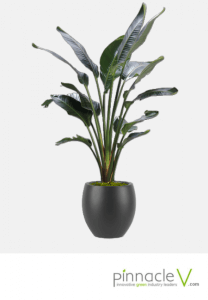 White Bird of Paradise White Bird of Paradise
