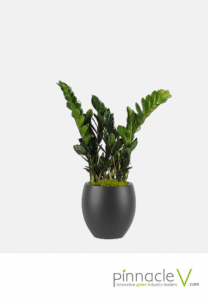 ZZ Plant ZZ Plant
