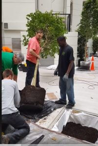 Live installation of the (8), 14 feet tall Ficus Wintergreen in the Embassy Suites by Hilton Renovated Atrium