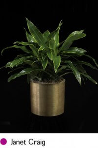 3-4’ JANET CRAIG OR LIKE PLANT