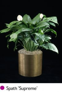 3-4’ PEACE LILY